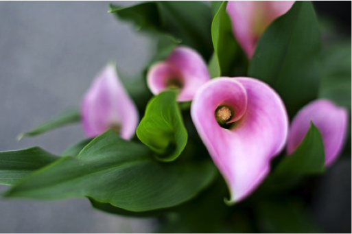 calla lillies in eau claire wi