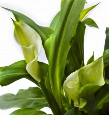 calla lillies for sale in eau claire wi