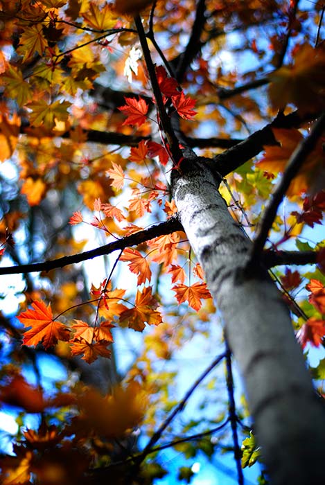 Best Shade Trees