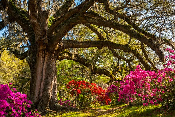 Best Shade Trees