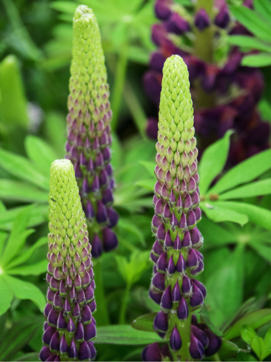 Plotting with Perennials in Eau Claire, WI | Green Thumb Landscaping