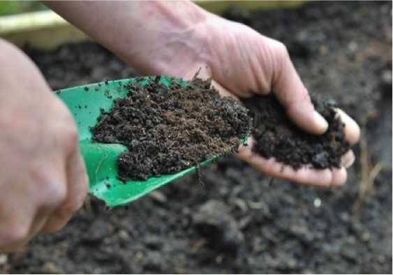 vegetable garden growth