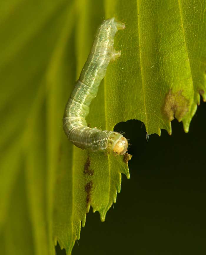 9 Common Garden Pests and How to Deal With Them | Garden and Landscaping  Supplies