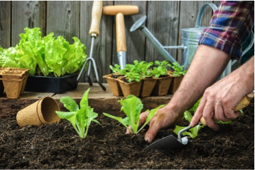 growing your own vegetable garden