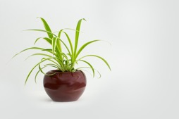 How to Take Care of Indoor Plants