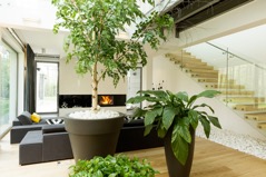 How to Take Care of Indoor Plants