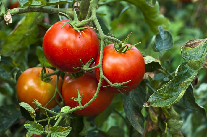 Warm Season Vegetables to Grow