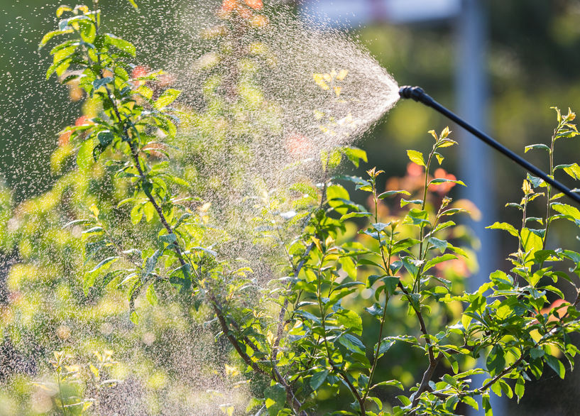 How to Plant a Garden in Autumn