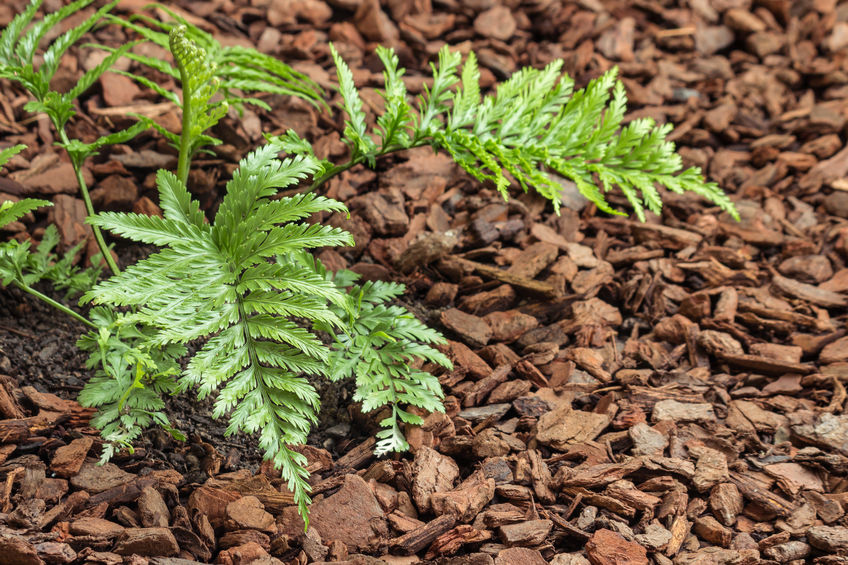 How to Plant a Garden in Autumn