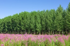 The Best Trees and Shrubs for Wisconsin